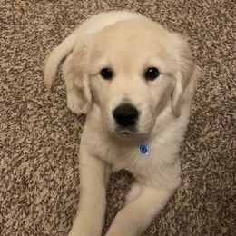 Luna - Golden Retriever