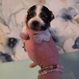 Titus - Black & tan tri-color male Morkie puppy in West Enfield, Maine from GRIFFEY'S SPA AND KENNEL