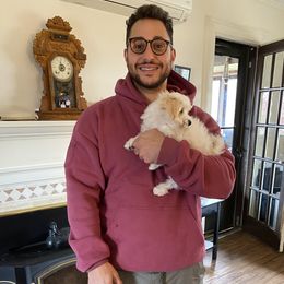 Parmesan - Cream male Havanese puppy in Hudson, New York from Havanese of Claverack and Hudson Valley Labradors