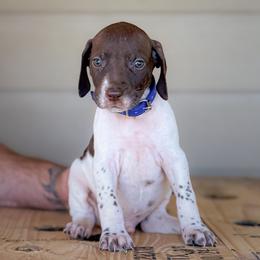 Blue - Boy 2 - Liver and white male English Springer Spaniel puppy in Lake City, Fl, Florida from Spradley Springers & GSP's