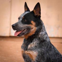 Flora (RETIREMENT HOME) - Blue speckled female Australian Cattle Dog puppy in Marana, Arizona from Impact 3rd Australian Cattle Dogs