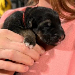 5th Pick Male - Black and red male German Shepherd puppy in Blackfoot, Idaho from Sand Hill Shepherds & Setters