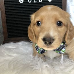 Dachshund Puppies from Primo Dachshunds