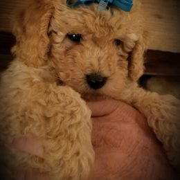Poodle Puppies from Champion Poodles