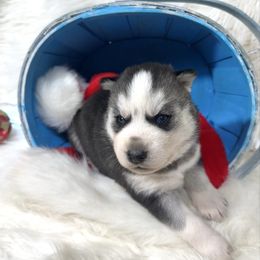 Jingle - Black and white male Siberian Husky puppy in Vail, Iowa from Homegrown Huskies