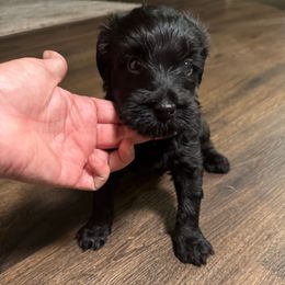 Girl 1 - Phantom female Goldendoodle puppy in Florida from Doodles & Danes