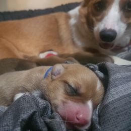 Pembroke Welsh Corgi Puppies from Short & Stout