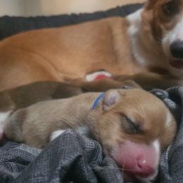 Pembroke Welsh Corgi Puppies from Short & Stout