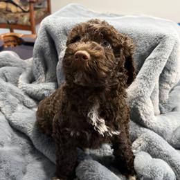 Girl 1 - female Portuguese Water Dog puppy in Wakeman, Ohio from Red River Kennels