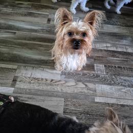 Mandy - Yorkshire Terrier