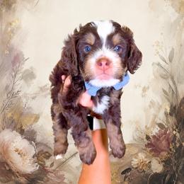 Rembrandt - Brown and white male Bernedoodle puppy in Norcross, Georgia from Teddy Puppies