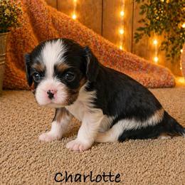 Charlotte - Tri-color female Cavalier King Charles Spaniel puppy in Howardsville, Virginia from Spectacular Aussies and Cavaliers