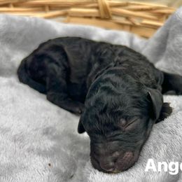 Angel - Black female Poodle puppy in Athens, Georgia from Alexander’s Standard Poodles