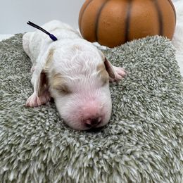 Purple collar - Parti female Goldendoodle puppy in Meridian, Mississippi from Smoodles