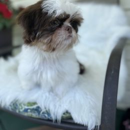 Shih Tzu Puppies from LaDawn’s Little Lions