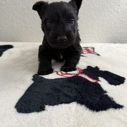 Scottish Terrier Puppies from Santas Scotties