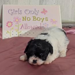 Leesa - Parti female Miniature Schnauzer puppy in Lufkin, Texas from Texas Lil Cowdogs