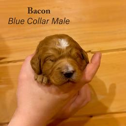 Bacon - Red  male Goldendoodle puppy in Shushan, New York from Barnwood Doodles