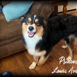 Australian Shepherd and Pembroke Welsh Corgi Puppies from Lewis Aussie’s & Corgi’s