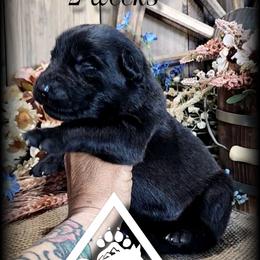 Jett - Black seal female German Shepherd puppy in Sequim, Washington from German Shepherd Haus