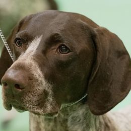 German Shorthaired Pointers from Country Creek GSPs