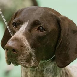 German Shorthaired Pointers from Country Creek GSPs