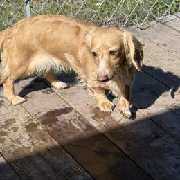 Kiara - Dachshund