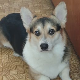 Jessie - Pembroke Welsh Corgi