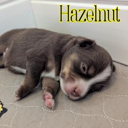 Hazelnut - Red tri female Toy Australian Shepherd puppy in Mountain Home, Idaho from LJK Boxers & Toy Aussies