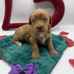 Love - Red female Cavapoo puppy in Central, Arizona from Desert Valley Doodles