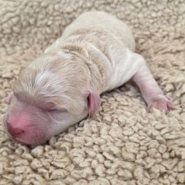 Dino - Cream male Goldendoodle puppy in Casa Grande, Arizona from Curls and Camo Pups