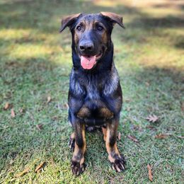 German Shepherd Puppies from Royalty German Shepherds