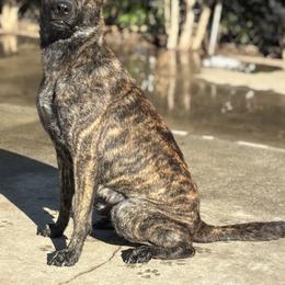 Ivy - Dutch Shepherd