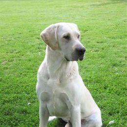 Labrador Retrievers from Mountain Rose Labradors