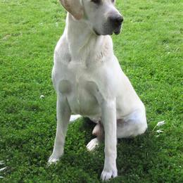 Labrador Retrievers from Mountain Rose Labradors
