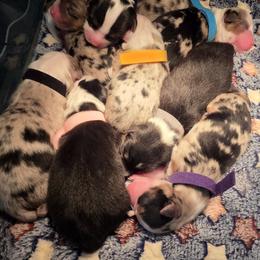 Australian Shepherd Puppies from Out of the Blue Aussies