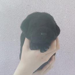 Pickles - Black male Labrador Retriever puppy in Prince George, Virginia from Kingdom Kenelz Labradors