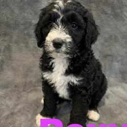 Roxy - Black and white female Bernedoodle puppy in Battle Creek, Michigan from T-Rose’s Bernedoodle & Pomsky Puppies
