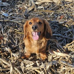 Dachshunds from Delightful Doxies