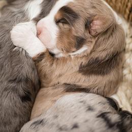 Aussiedoodle Puppies from Stokeshire Designer Doodles