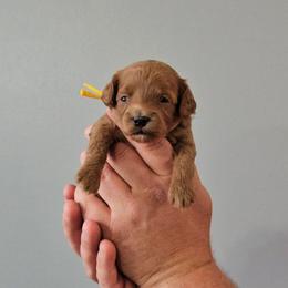 Opal- Yellow collar - Red female Cavapoo puppy in South Jordan, Utah from Lucky Doodle Pups