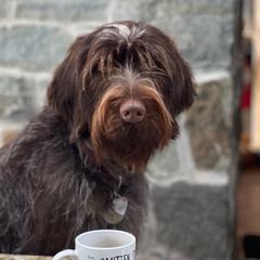 Miss Ellie Mae - Wirehaired Pointing Griffon