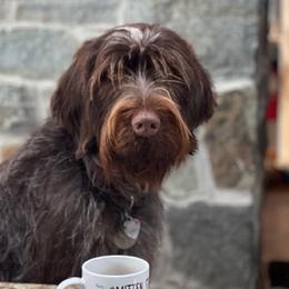 Miss Ellie Mae - Wirehaired Pointing Griffon