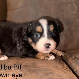 Black Tri female - Black tri female Miniature Australian Shepherd puppy in Redding, California from Lavish Luxuries Mini and Toy Australian Shepherds