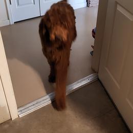 Riley - Poodle