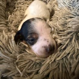 Moo Cow Bell - Piebald male Dachshund puppy in Madisonville, Texas from Little B’s Dachshund Farm