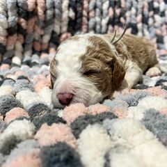 Double Doodle and Goldendoodle Puppies from Doodle Family