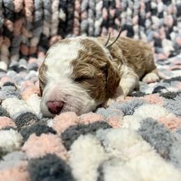 Double Doodle and Goldendoodle Puppies from Doodle Family