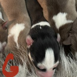Girl 1 - Siberian Husky puppy in Edinburg, Virginia from Mountain River Huskies