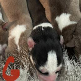 Girl 1 - Siberian Husky puppy in Edinburg, Virginia from Mountain River Huskies